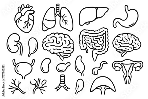 Internal Organs Doodle. Hand-drawn doodle illustration internal organs heart, lungs, liver, stomach, kidney, brain, intestines, pancreas, bladder, spleen,