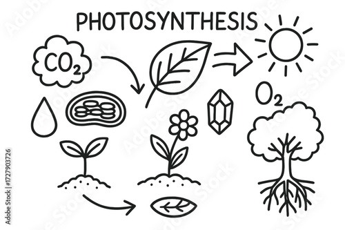 Photosynthesis Doodle Diagram. Hand-drawn doodle illustration Photosynthesis process leaf, chloroplast, sun, arrow, carbon dioxide bubble, oxygen bubble, water