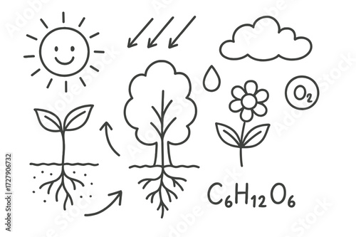 Photosynthesis Doodle Art. Hand-drawn doodle illustration Sunlight and plants sun, rays, leaf, sprout, tree, flower, root, stem, soil, water droplet, arrow,