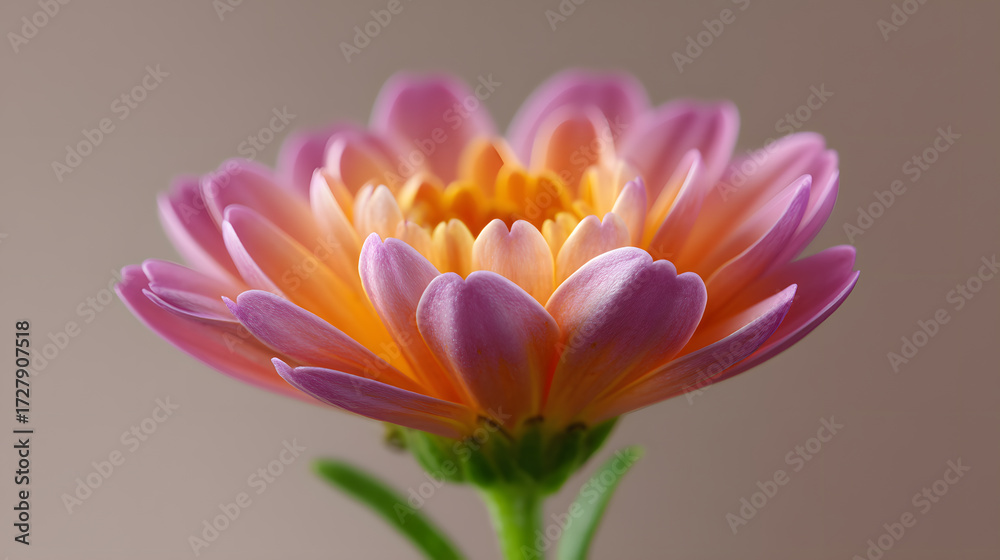 Fototapeta premium Radiant Bloom: A close-up shot highlights the vibrant beauty of a singular chrysanthemum flower, with its delicate petals and rich colors.