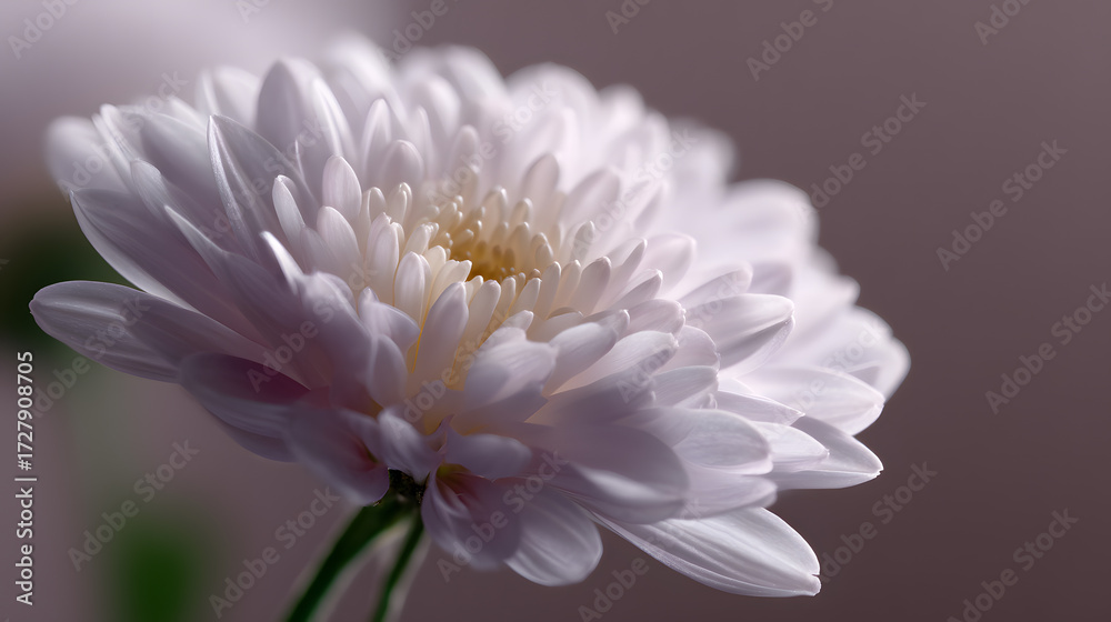 Fototapeta premium Delicate Blossom: A close-up view of a pristine white flower unfolds in delicate detail, its soft petals gracefully catching the light.