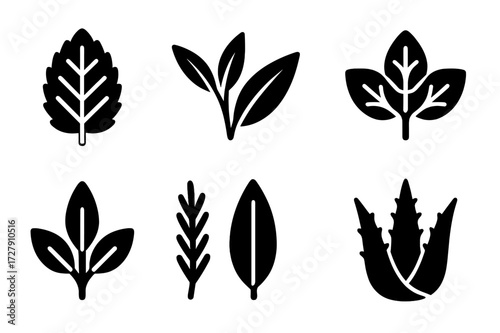 Herbal Leaves Icons. Solid, filled icon set of medicinal and herbal leaves: mint leaf, tea leaf, eucalyptus leaf, basil leaf, sage leaf, rosemary leaf, bay