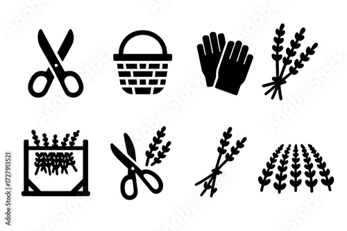Lavender Harvest Icons. Solid, filled icon set of lavender harvesting: scissors, basket, gloves, bundle, drying rack, pruning, cutting, field. Solid, filled