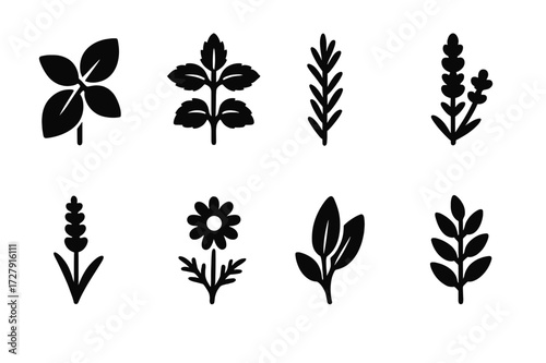 Herbal Plant Icons. Solid, filled icon set of herbal plants: basil, mint, rosemary, thyme, lavender, chamomile, sage, eucalyptus. Solid, filled icons in only