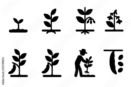 Bean Growth Stages Icons. Solid, filled icon set of bean plant growth stages: seedling, stem growth, leaf development, flowering, pod formation, pod maturity,