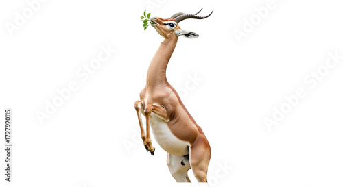 Gerenuk antelope stands on hind legs eating leaves isolated on white background.