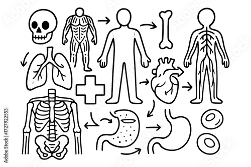 Anatomical Diagram Doodle. Hand-drawn doodle illustration anatomy and physiology organs, skeleton, muscle diagram, body outline, nerves, veins, lungs, heart,