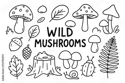 Mushroom Forest Doodles. Hand-drawn doodle illustration Wild mushrooms, mushroom, toadstool, spore, cap, stem, gills, forest leaf, acorn, pine cone, snail,
