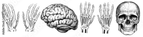 Detailed anatomical illustrations showcasing human skull, brain, and skeletal hands, perfect for medical, educational, or artistic projects.