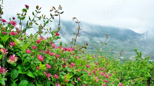 Red Honeysuckle and Morning Fog