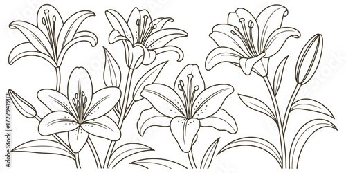 Black white line art illustration of blooming lilies and buds black and white