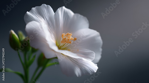 Beauty of White Flower: A delicate white flower, in full bloom with its soft petals gracefully unfurled, exudes purity and elegance.