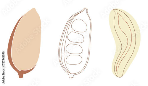 Three abstract illustrations of a peanut pod and kernel in muted earth tones seed legume