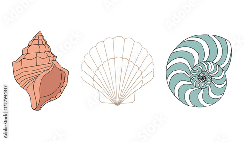 Three distinct seashells in a row on a white background conch shell scallop shell