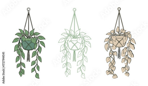 Three hanging macrame plant holders with trailing vines in green and beige planter