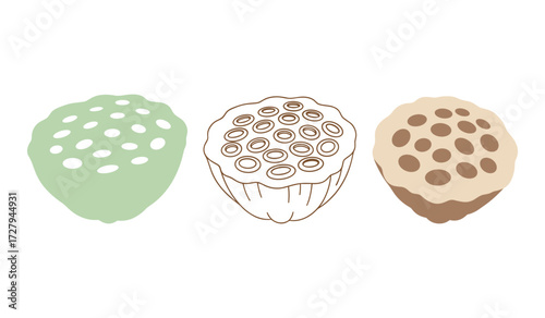 Three lotus seed pods in different styles and colors botanical nature