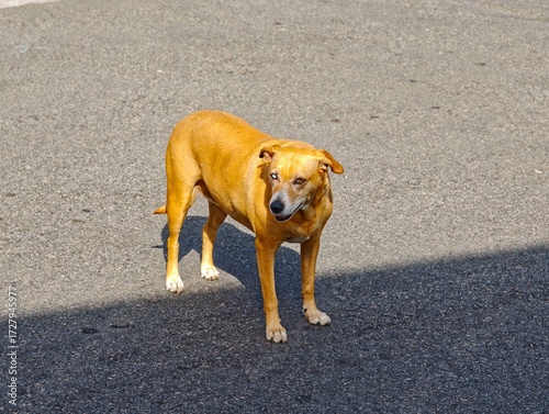 Caramel puppy on the street with blue eye.