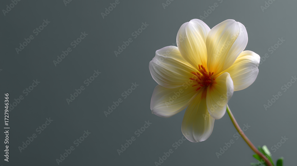 Obraz premium Blossom's Embrace: A solitary, radiant yellow flower, delicate petals unfurling in the softest light, embodies the essence of floral elegance and tranquil beauty.