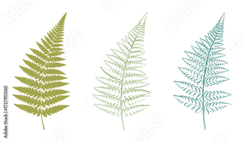 Three stylized fern fronds in olive green light green and teal on white background plant leaf