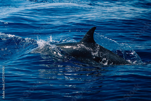 dolphin in the sea