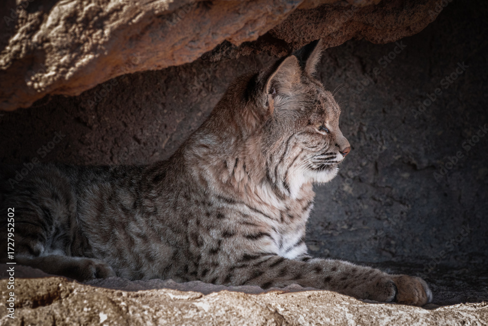 Obraz premium lateral close up of a bobcat resting in the desert on a rock