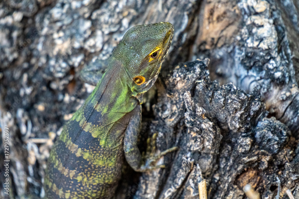 Obraz premium close up of a common green iguana over a rock