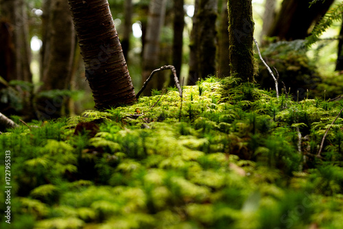 Naklejka 八ヶ岳の森