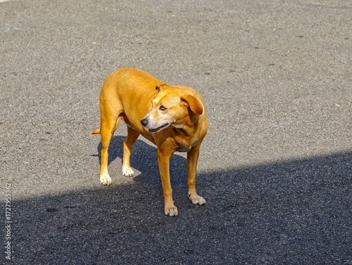 Dog looking down a caramel-colored street.
