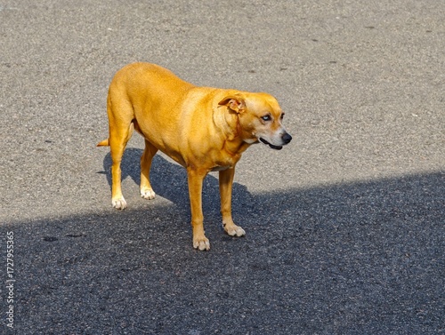 Caramel dog on Blue Eye Street 2