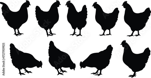 Chicken silhouette collection, hen vector illustration, poultry farming graphic, domestic bird design, agriculture livestock shape, countryside farm animal artwork