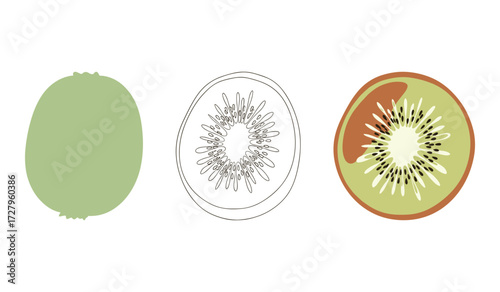 Whole kiwi fruit slice outline and colored slice on white background vector