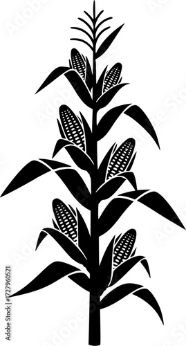 Corn stalk silhouette, Corn tree , corn, Corn stalk vector 