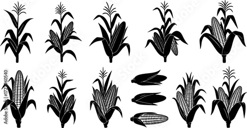 Corn stalk silhouette, Corn tree , corn, Corn stalk vector 