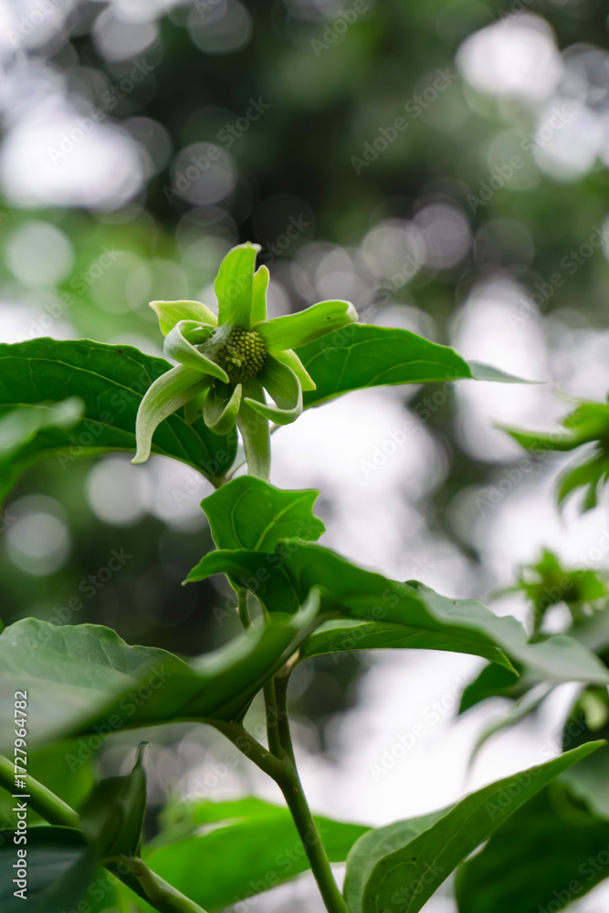 Obraz premium Macro shot of a fresh green tropical flower and leaves with smooth blurred background and natural daylight.
