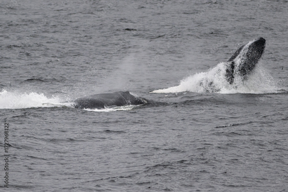 Obraz premium A spray of small herring fish surfaces from the ocean as large humpback whales surface in the background to feed off the small fish. Seagulls are flying over the whales, waiting for scraps of fish.