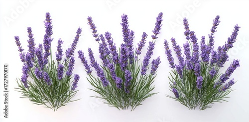 Three clusters of vibrant purple lavender flowers with green stems arranged on a white background, showcasing natural beauty and freshness