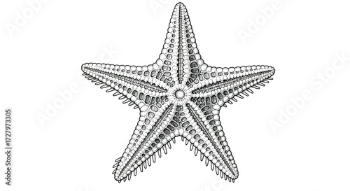 Illustration of a starfish with detailed texture isolated on a white background.