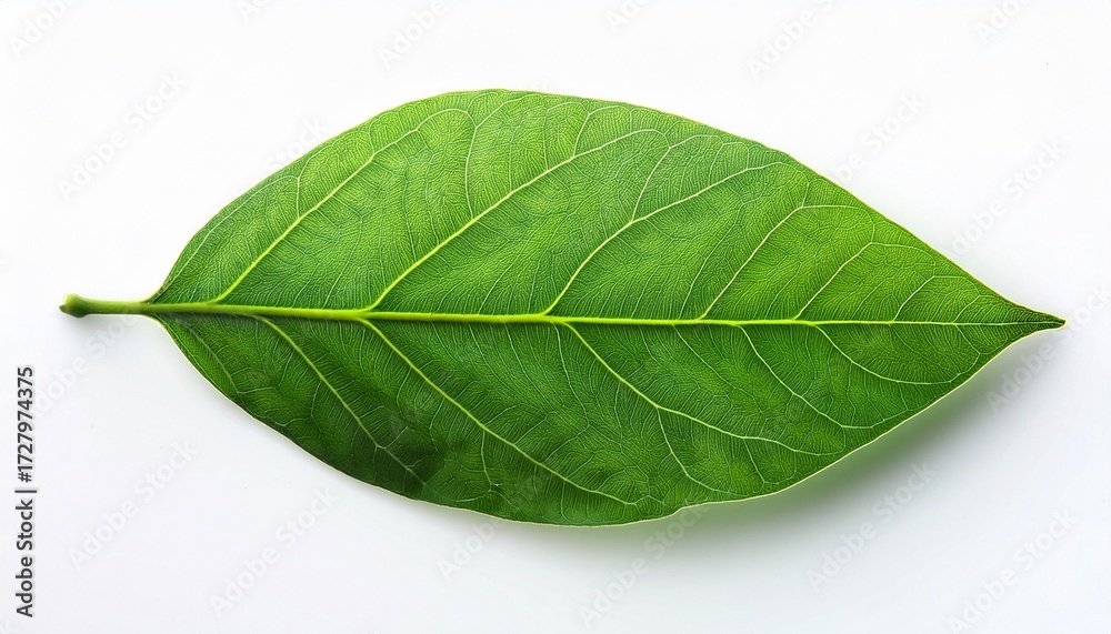 Obraz premium Green Leaf On White Background