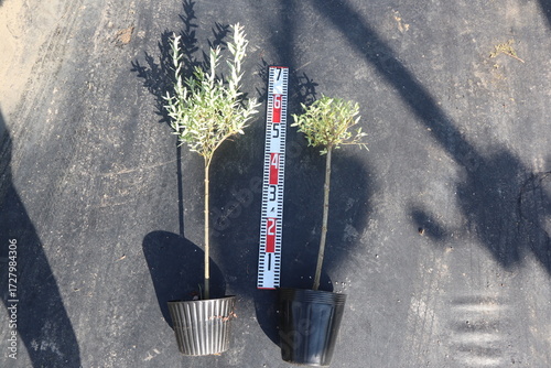 Salix integra 'Hakuro-Nishiki,삼색버드나무, 화이트핑크셀릭스,삼색버들, 정원수