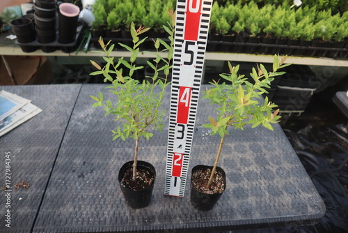 Salix integra 'Hakuro-Nishiki,삼색버드나무, 화이트핑크셀릭스,삼색버들, 정원수