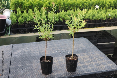 Salix integra 'Hakuro-Nishiki,삼색버드나무, 화이트핑크셀릭스,삼색버들, 정원수