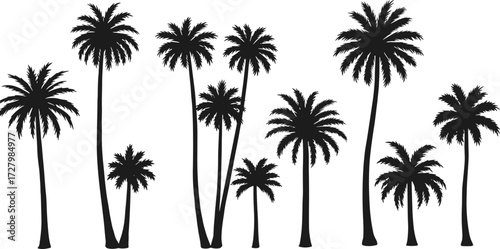 Palm tree silhouettes, tropical beach trees, coconut palms, summer holiday design, exotic nature vector, black tropical illustration, vacation island artwork