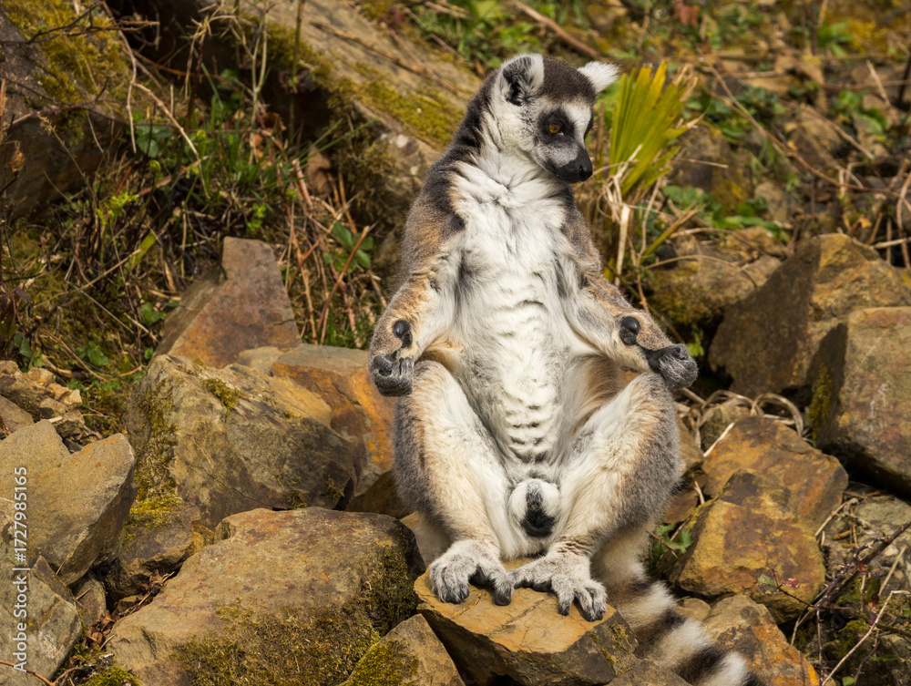 Obraz premium Maki Catta