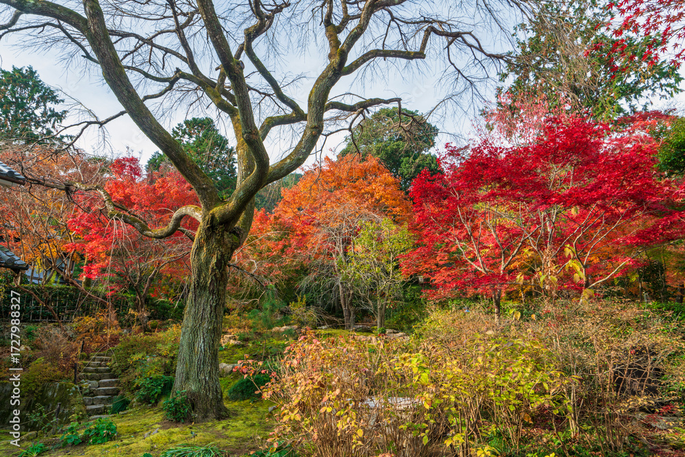 Naklejka premium Japanese Maple tree in autumn colors at Tenryū-ji Shrine in Kyoto. Japan