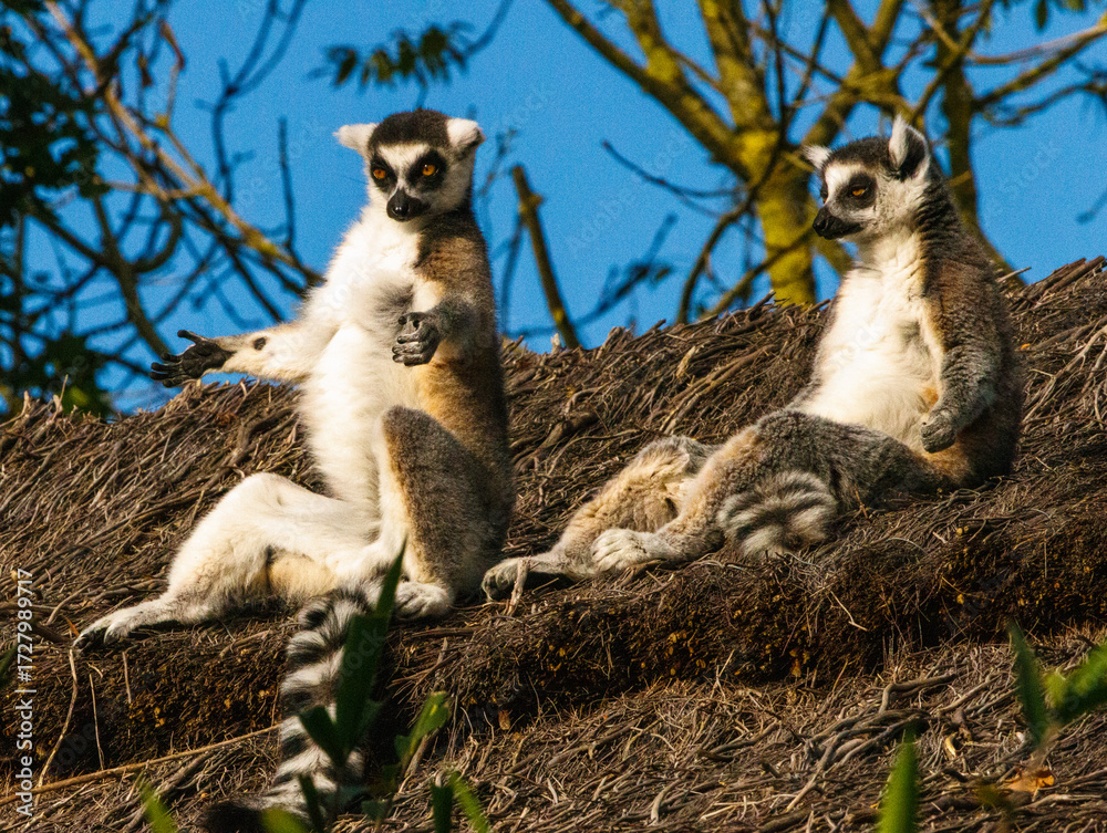 Naklejka premium Maki Catta