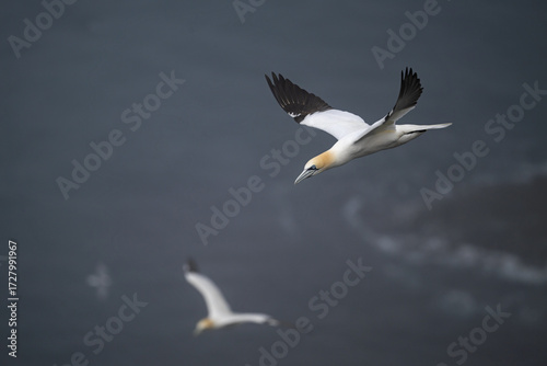 Fous de bassan dans la brume
