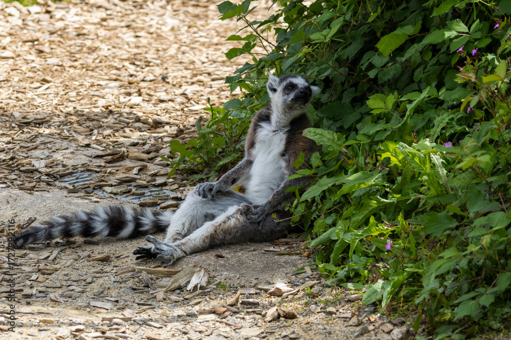 Naklejka premium Maki Catta