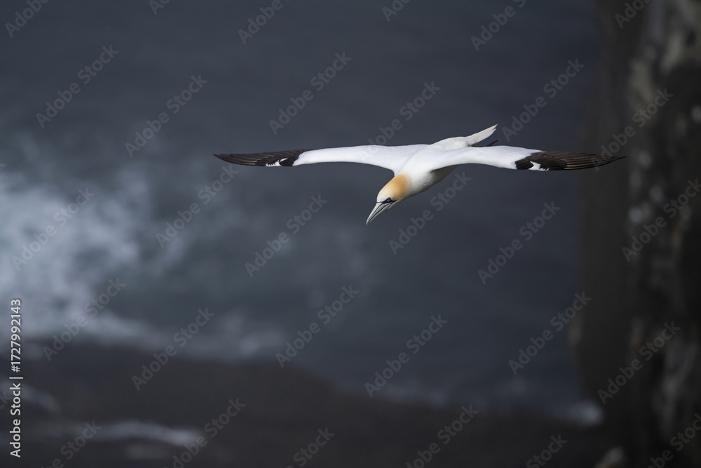 Fototapeta premium Fou de bassan en vol