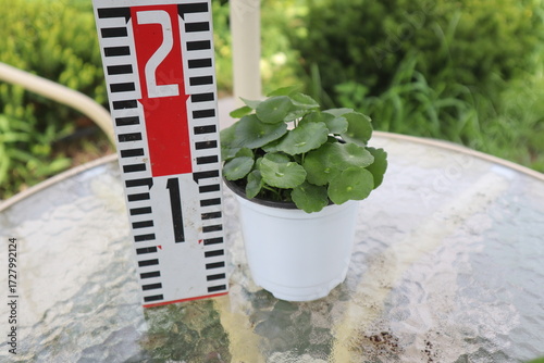 Hydrocotyle verticillata,워터코인,수경식물,꽃화분