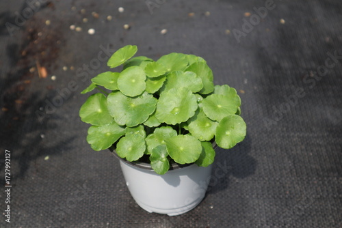 Hydrocotyle verticillata,워터코인,수경식물,꽃화분